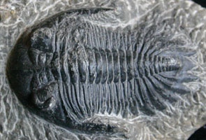 <i>Neometacanthus sp.</i>
